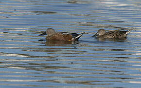 Canard spatule