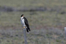 Caracara à gorge blanche