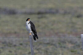 White-throated Caracara