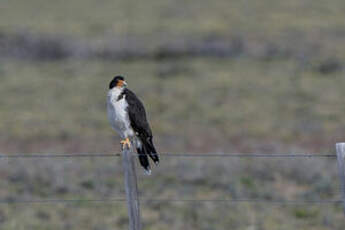 Caracara à gorge blanche