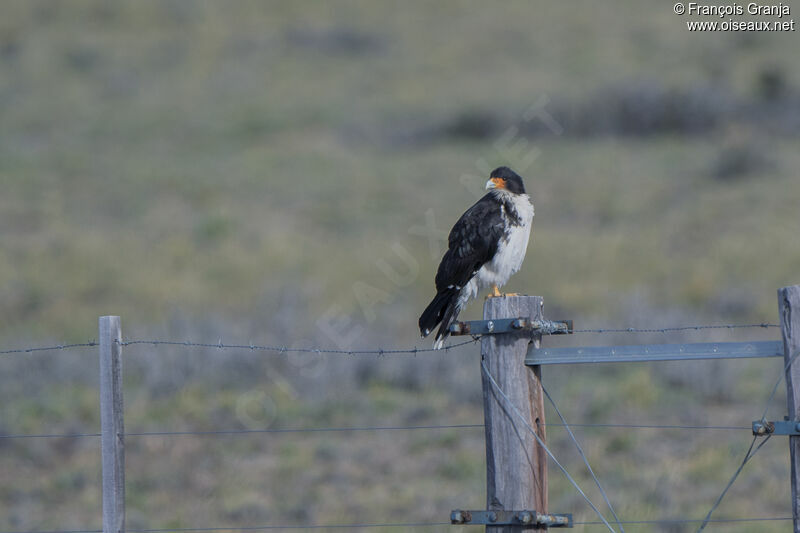 Caracara à gorge blanche