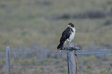 Caracara à gorge blanche