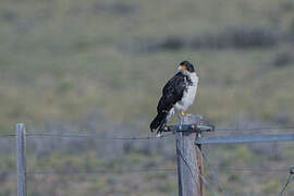 White-throated Caracara