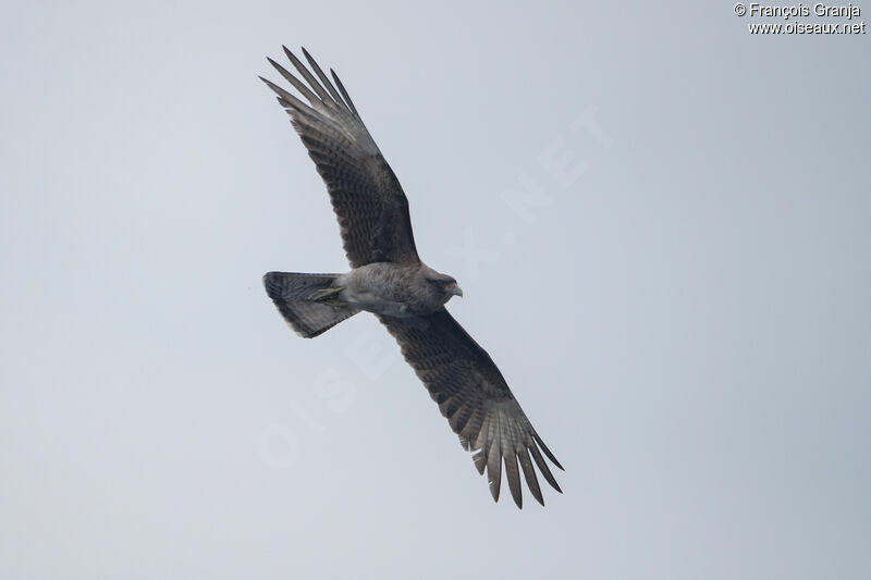 Chimango Caracara