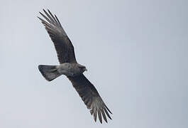 Chimango Caracara