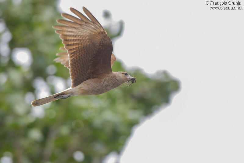 Chimango Caracara