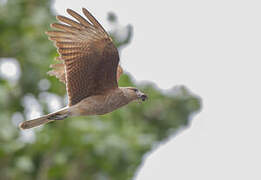 Chimango Caracara