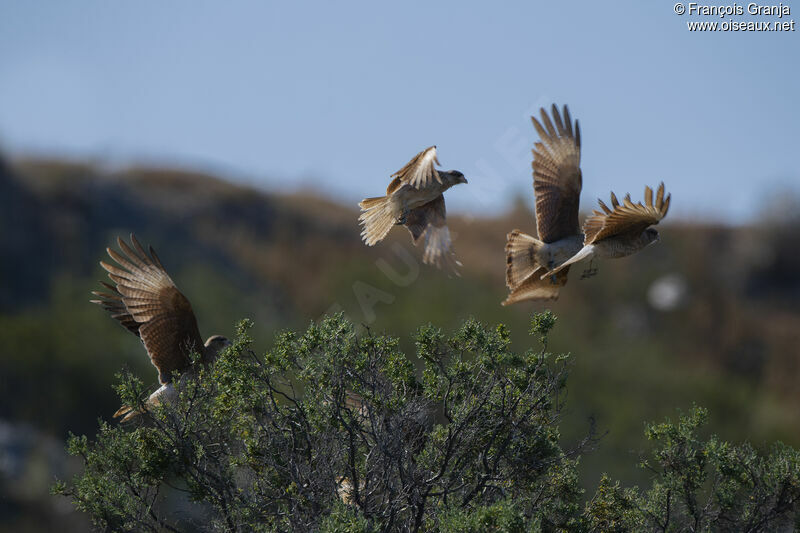 Chimango Caracara