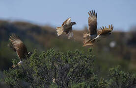 Chimango Caracara