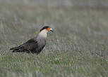 Caracara huppé