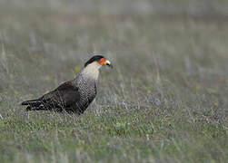 Crested Caracara