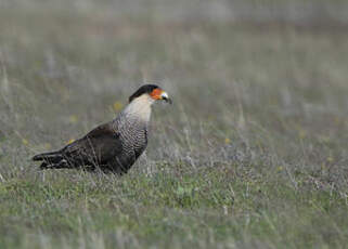 Caracara huppé