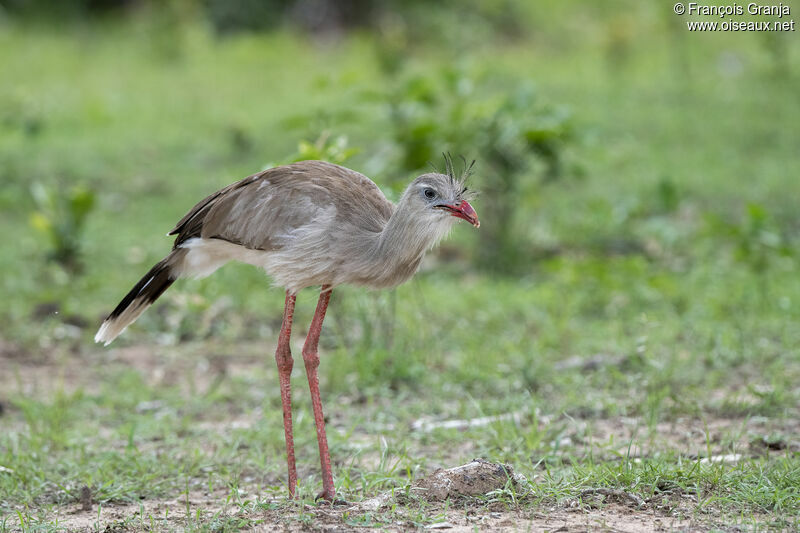 Red-legged Seriema