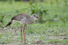 Red-legged Seriema