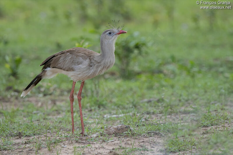 Red-legged Seriema