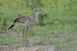 Red-legged Seriema