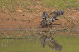 Sunbittern