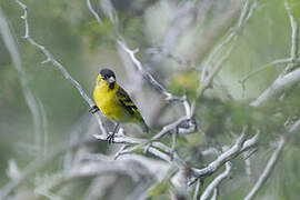 Black-chinned Siskin