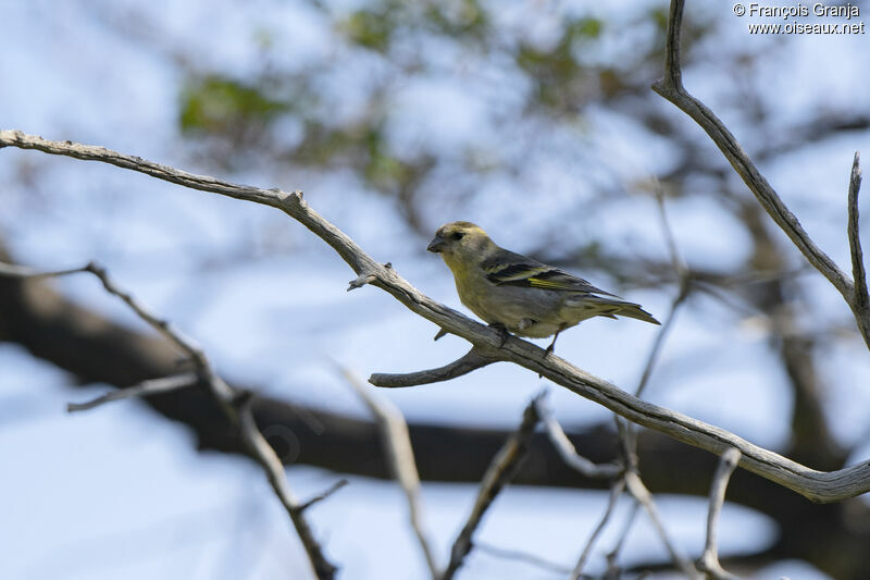 Black-chinned Siskin female