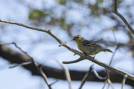 Black-chinned Siskin