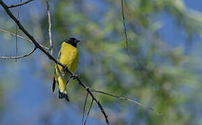 Hooded Siskin