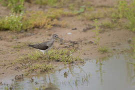 Solitary Sandpiper