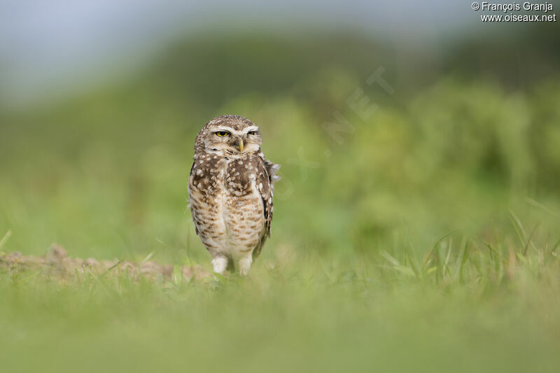 Burrowing Owl