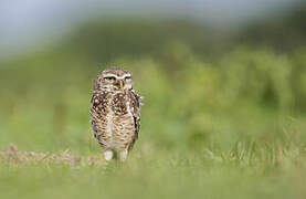 Burrowing Owl