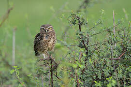 Burrowing Owl