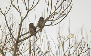 Ferruginous Pygmy Owl