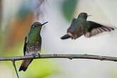 Colibri flavescent