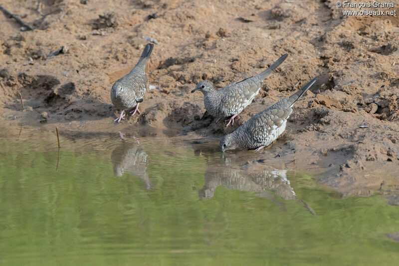 Scaled Dove