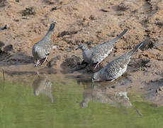 Scaled Dove