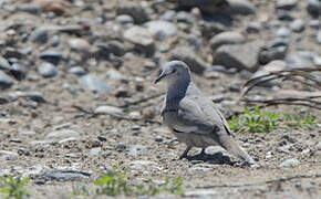 Picui Ground Dove