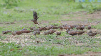 Ruddy Ground Dove