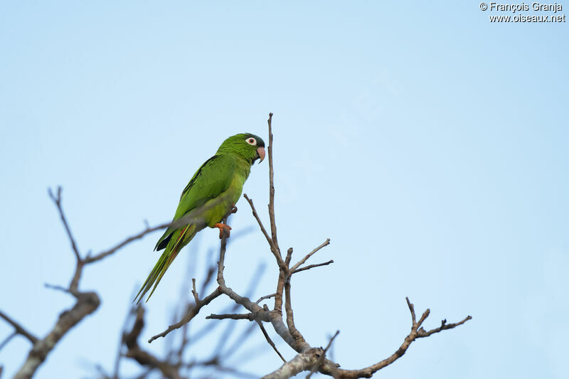 Conure à tête bleue