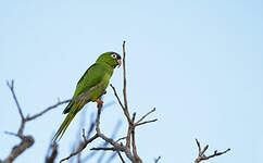 Conure à tête bleue