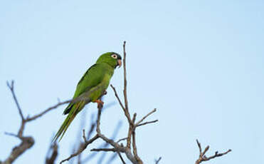 Conure à tête bleue