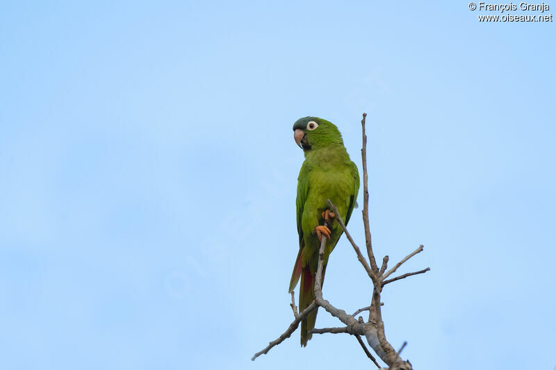 Conure à tête bleue