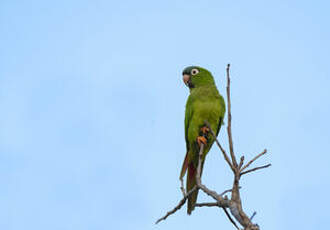 Conure à tête bleue