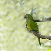 Peach-fronted Parakeet