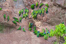 Conure de Weddell