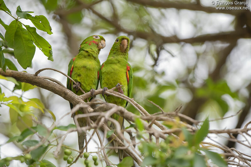 White-eyed Parakeet