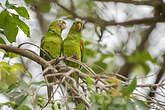 Conure pavouane