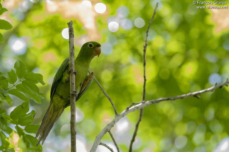 White-eyed Parakeet