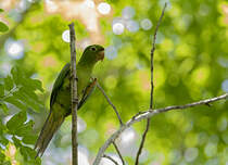 Conure pavouane