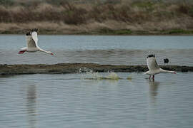 Coscoroba Swan