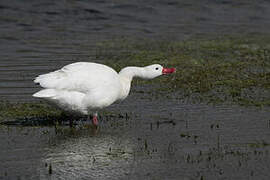 Coscoroba Swan