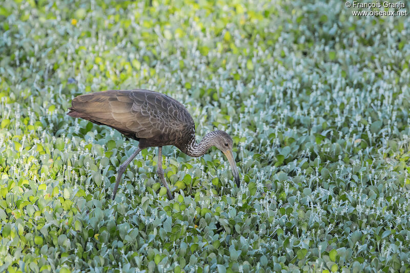 Limpkin