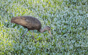 Limpkin